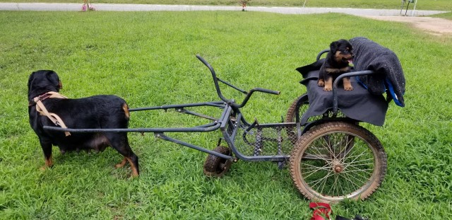 Southern Dreams Rottweilers