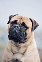 Pine Ridge Bullmastiffs Bullmastiff breeder
