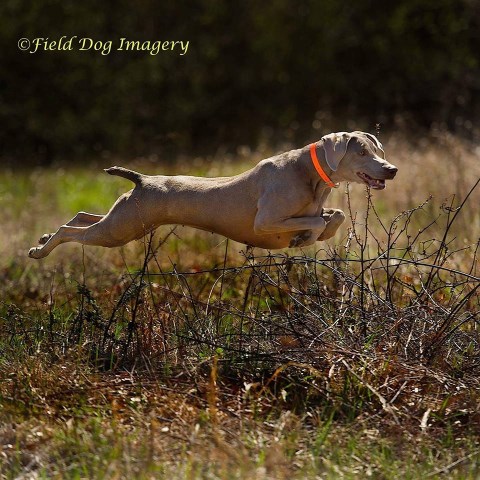 Weimaraner Breeder 9589