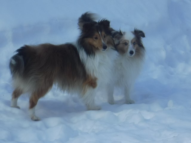 Shetland Sheepdog Breeder 25547