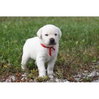 Sooner Labs Labrador Retriever breeder