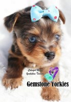 Gemstone Exotic Yorkies Yorkshire Terrier for breeder