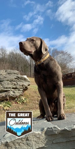 Bardwell english labradors