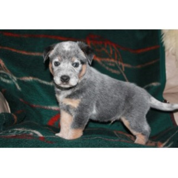 Australian Cattle Dog Breeder 23651