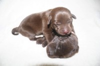 Sierra Valley Labs Labrador Retriever breeder
