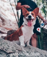 Jessica Salazar - Pembroke Welsh Corgi Stud
