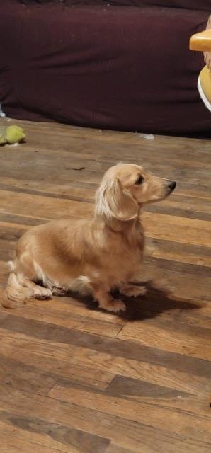 Lone Star Dachshunds