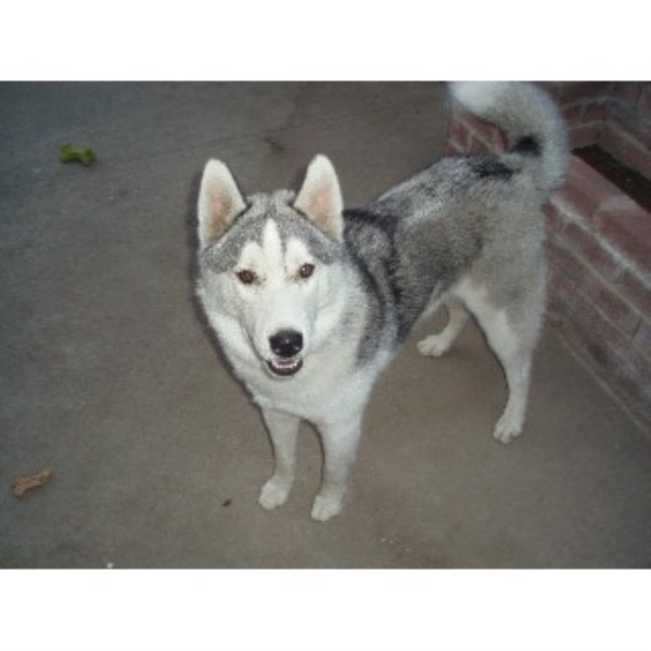 Siberian Husky Stud 20778