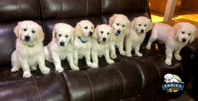 Farley Goldens