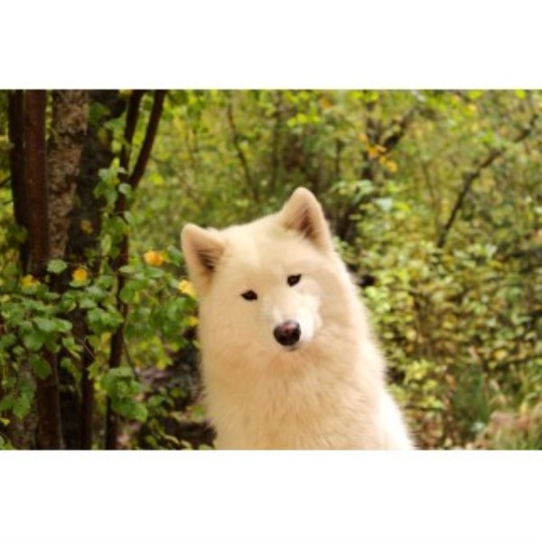 Samoyed Breeder 22459