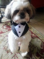Ninon Chancy - Shih Tzu Stud