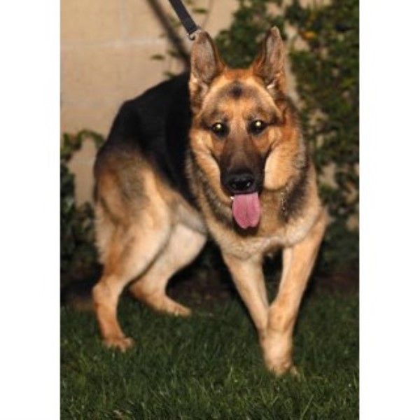 German Shepherd Dog Breeder 22539