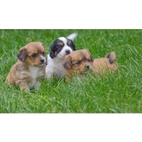 April's Poodles & Doodles Goldendoodle breeder