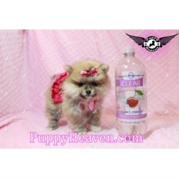 Pomeranian Breeder 25056