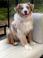Mossy Mountain Aussies Miniature Australian Shepherd breeder