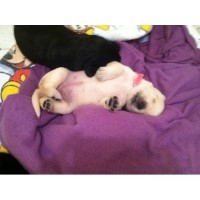 Stormy Meadows Labrador Retriever for breeder