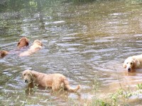 Last Breeder Listed