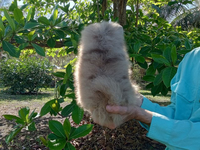 Pomeranian Breeder 31785