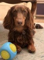 Rudy Caparros - Dachshund Stud