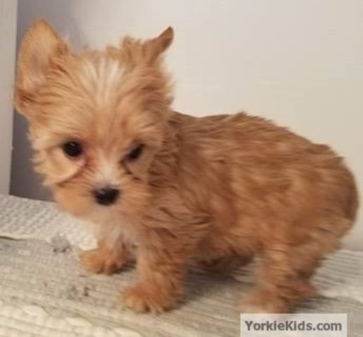 yorkie rescue georgia