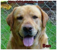 Hatz-Off-Labradors Labrador Retriever breeder