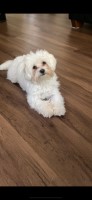 Sanny - Maltese Stud