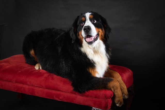 Bernese Mountain Dog Stud 30431