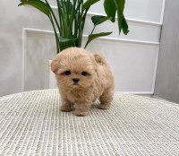 Teacup puppies for sale