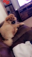 Chow Chow thumbnail