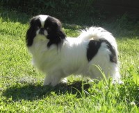 Japanese Chin thumbnail