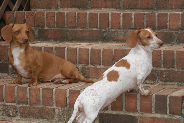 Dachshund Breeder 25743