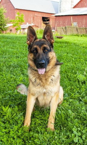 German Shepherd Dog Stud 28160