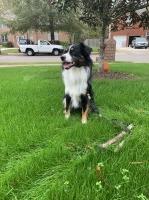 Eileen Davis - Miniature Australian Shepherd Breeder Miniature Australian Shepherd breeder