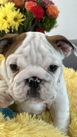 English Bulldog Breeder 31179