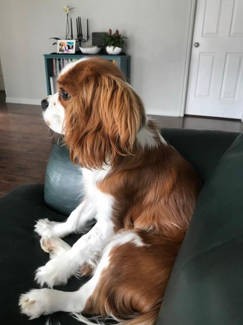 Cavalier King Charles Spaniel Stud 29836