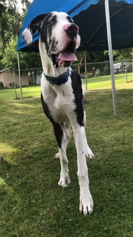 Great Dane Breeder 27349