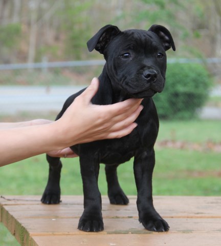 Salt Water Staffy