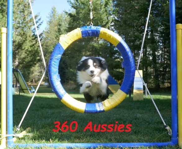 360 AUSSIES - Australian Shepherd Puppies
