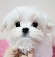 PrissyPawz Maltese breeder
