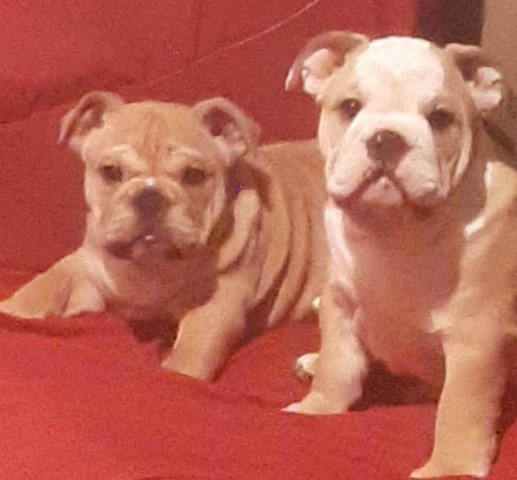 English Bulldog Breeder 30782