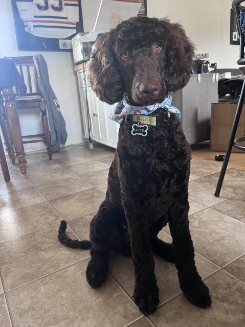Poodle Standard Stud 31388