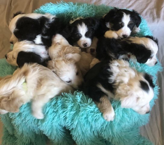 7 Tails Mini Aussies