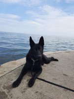 Chris Davis - German Shepherd Dog Stud