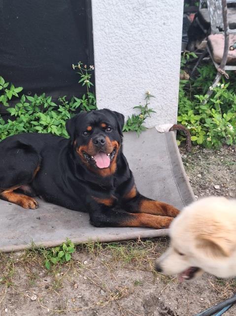Rottweiler Stud 31859