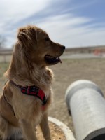 Savanna Campbell - Golden Retriever Stud