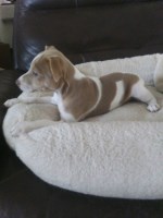 Last Breeder Listed
