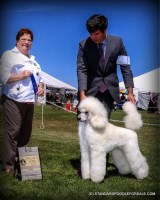 French Standard Poodles Poodle Standard breeder