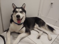 Valerie - Siberian Husky Stud