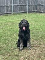 Amy C - Goldendoodle Stud