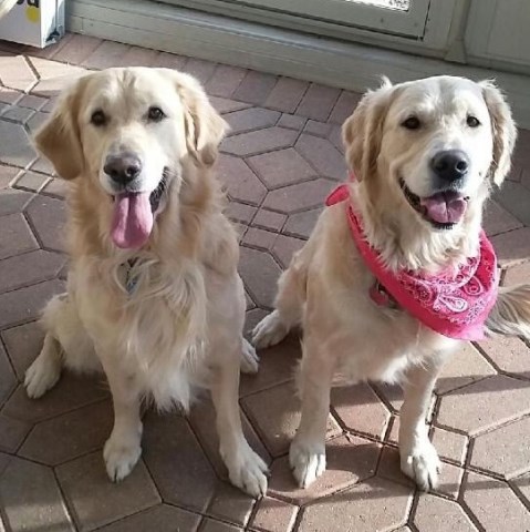 farm fresh golden retrievers wyoming farm fresh golden retrievers wyoming
